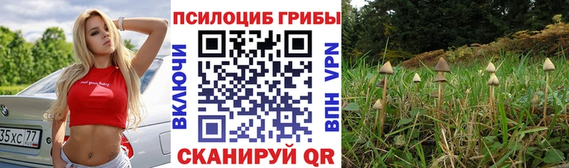 магазин Калачинск Псилоцибиновые грибы Psilocybine cubensis